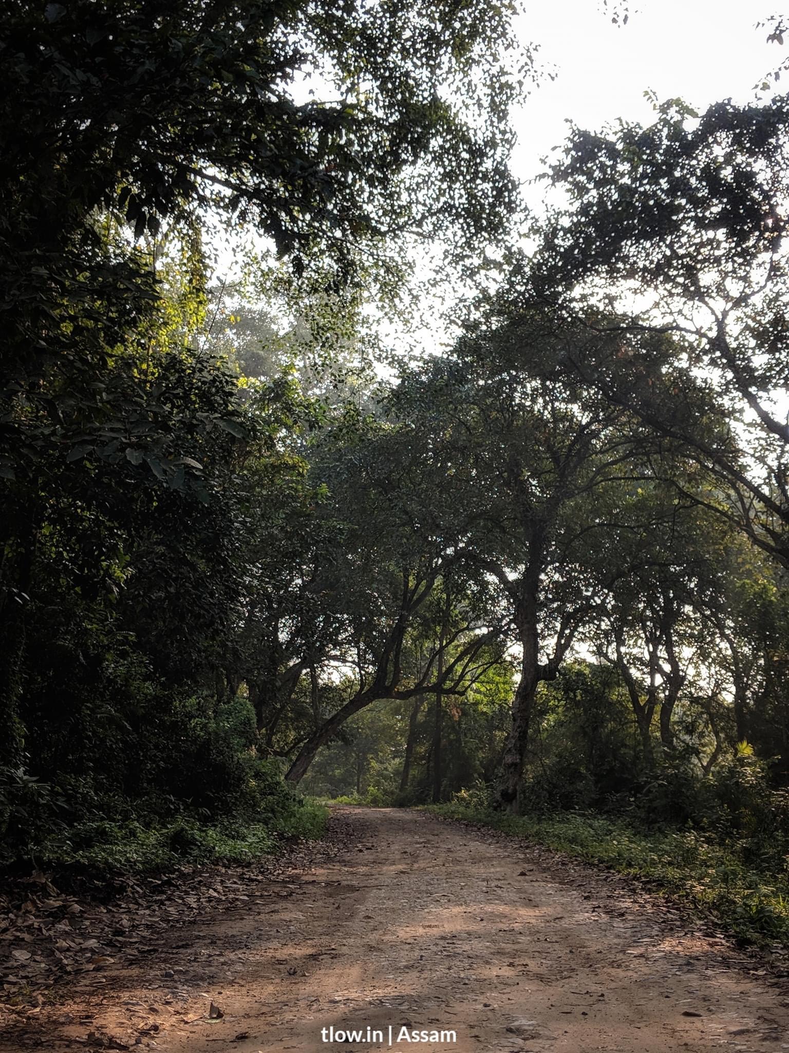 Kaziranga village trail