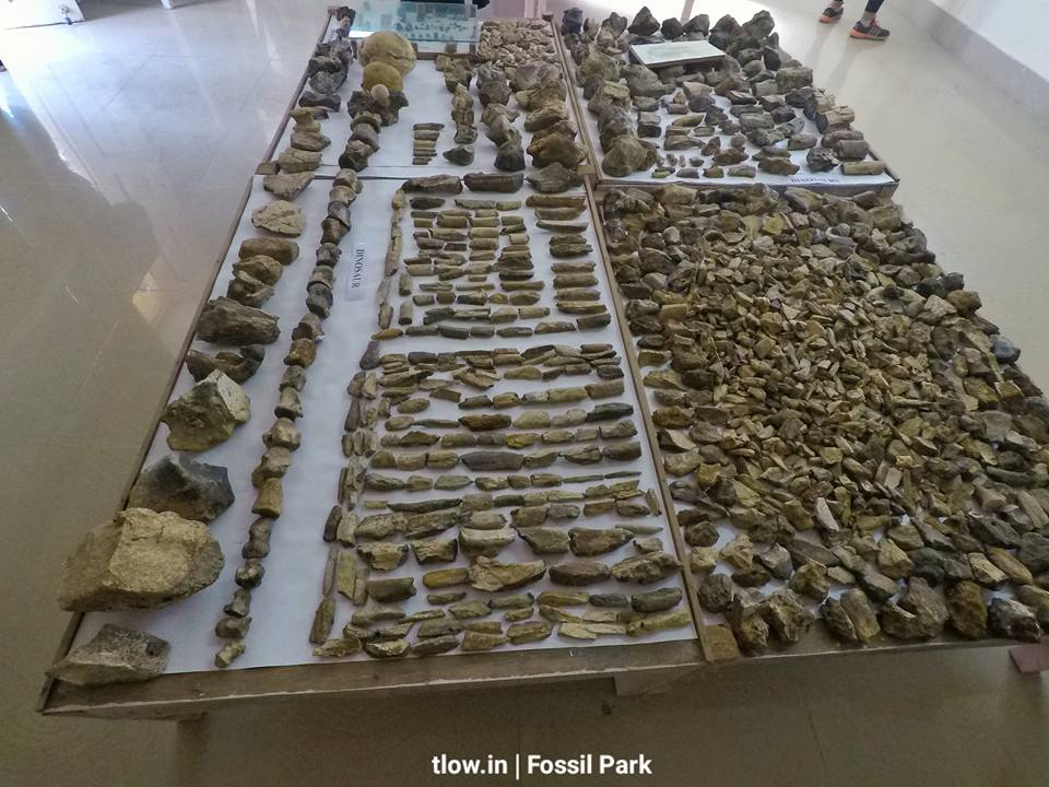 Fossil park Kutch 