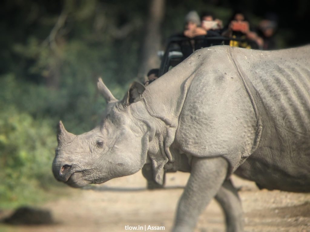 One horned rhino Kaziranga