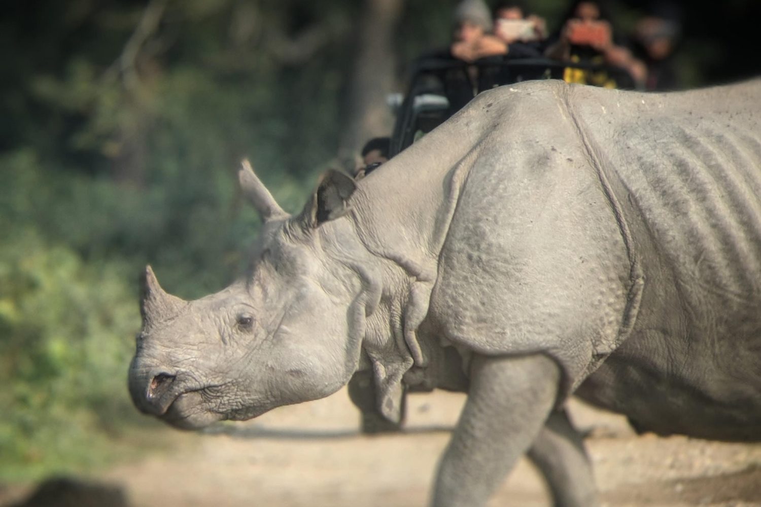 One horned rhino Kaziranga