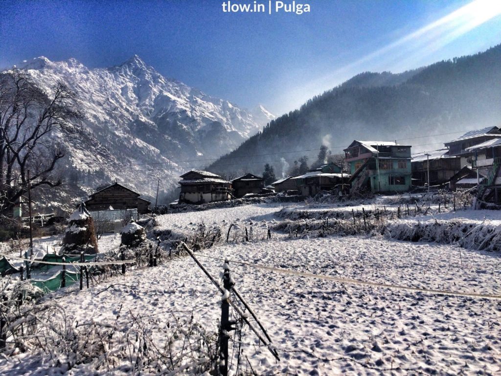 Pulga covered in snow