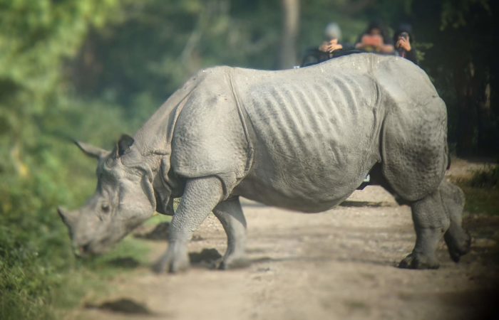 One horned Rhino
