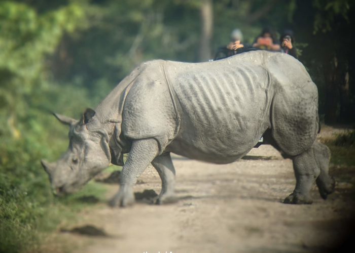 One horned Rhino, Kaziranga, Assam