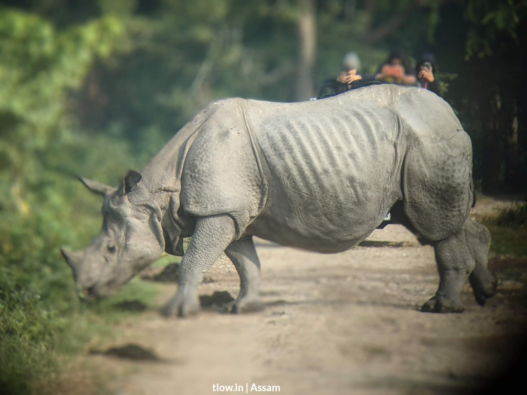 One horned Rhino, Kaziranga, Assam