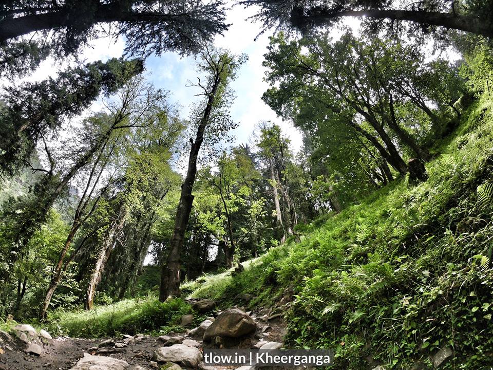 Kheerganga forest trail 