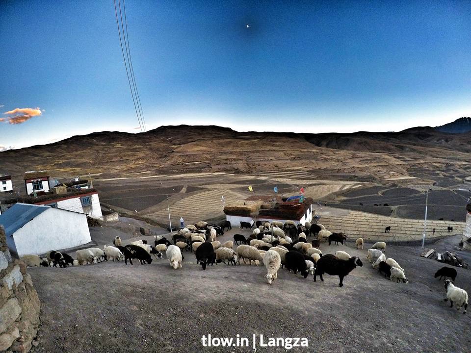 Sheep’s back home in Langza