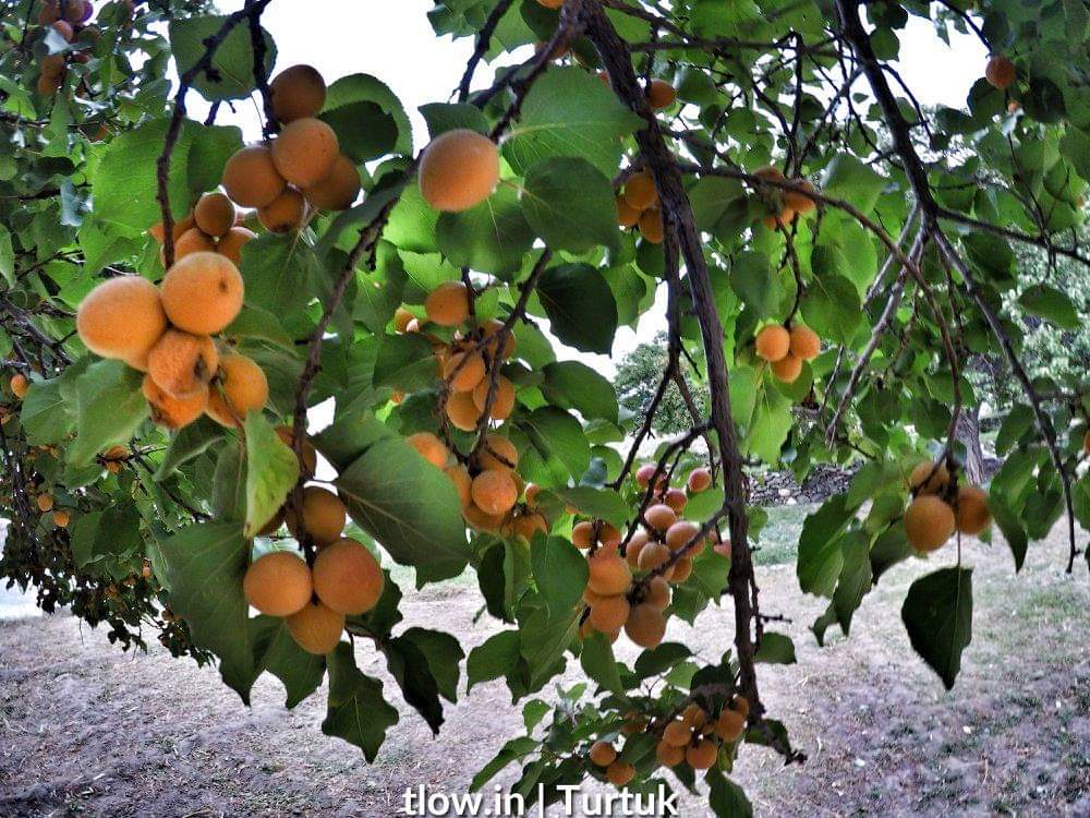 Apricots in Turtuk