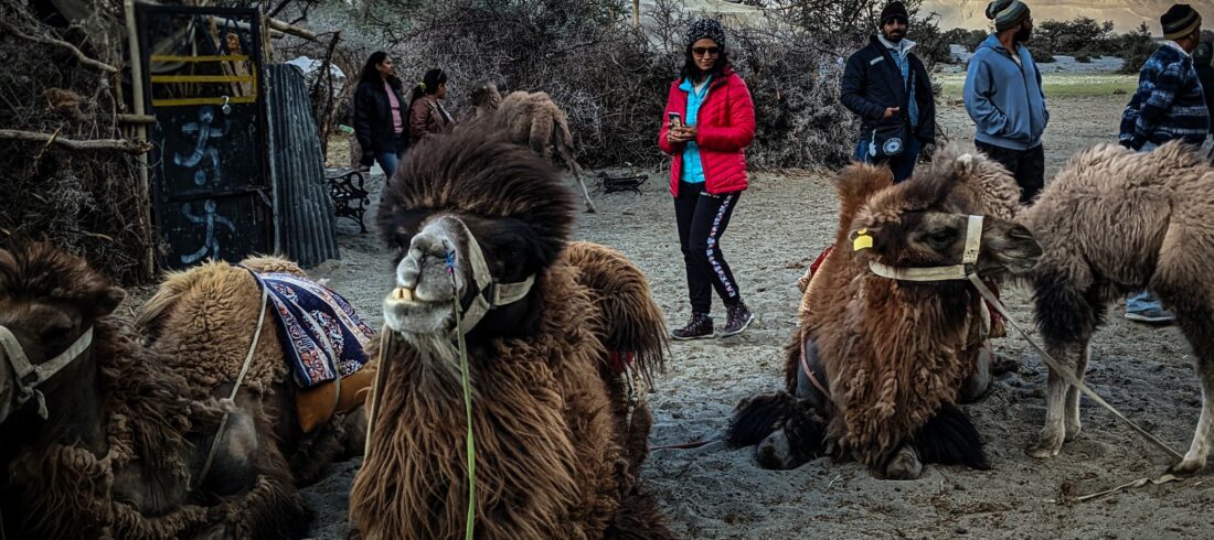 Double humped camels Ladakh