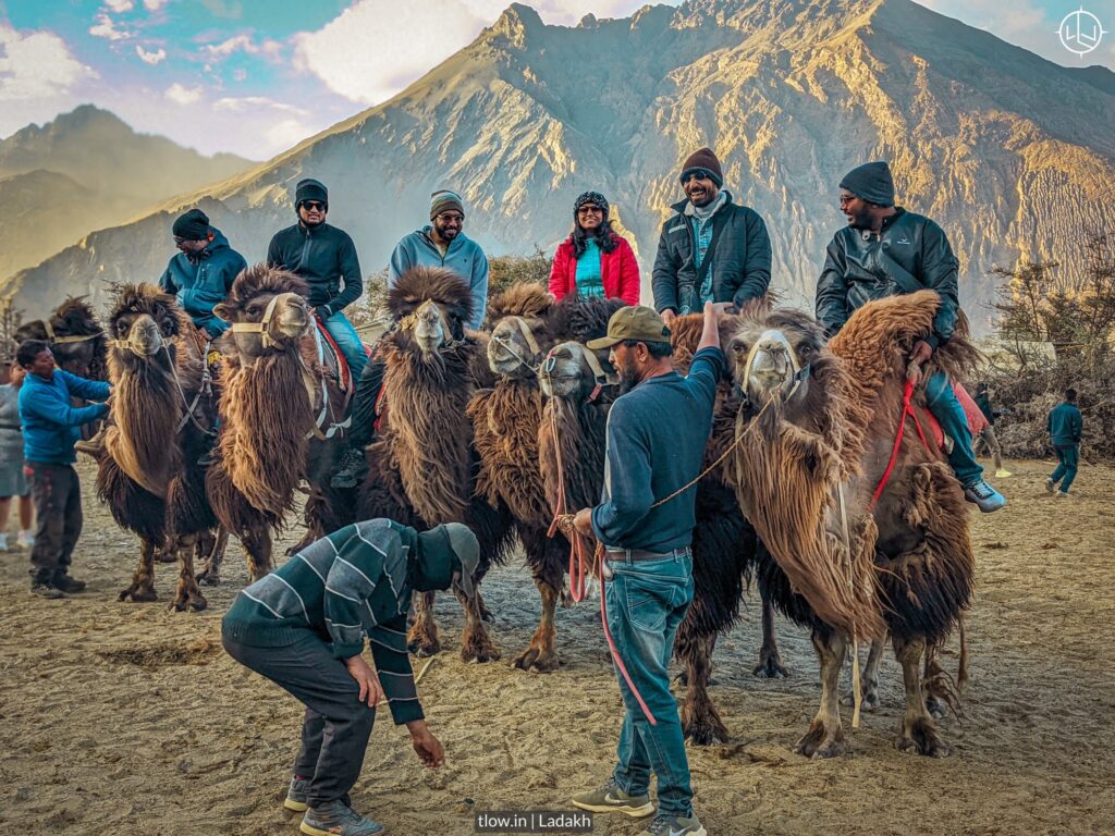 Camel ride Ladakh