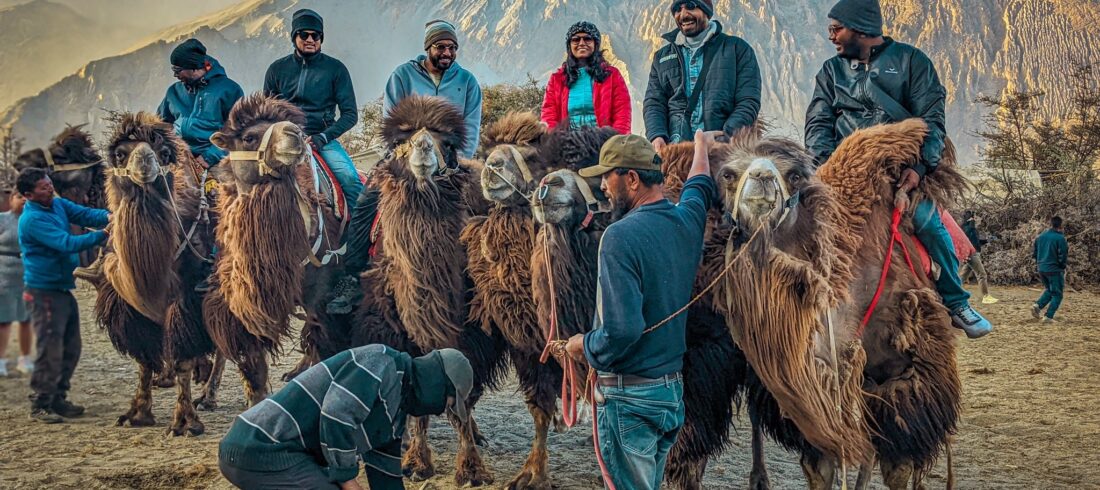 Camel ride Ladakh