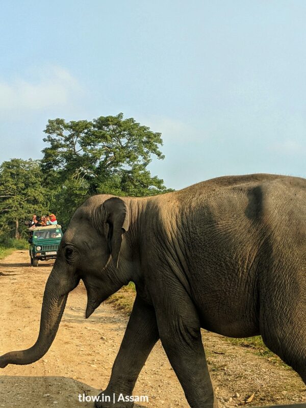 Elephant in Kazirang
