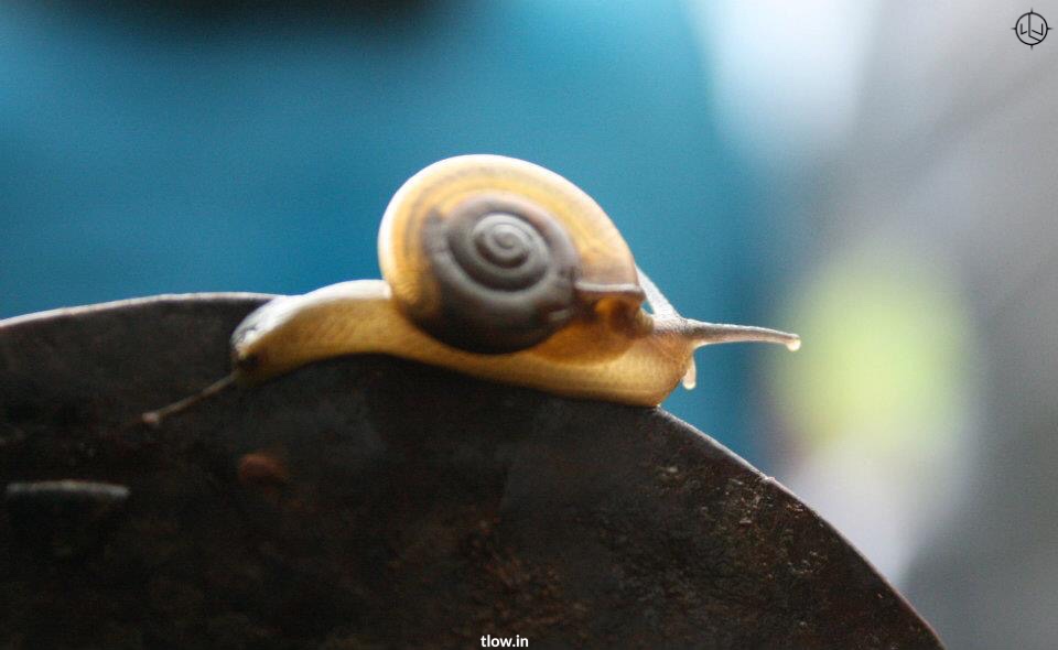 Snail in Matheran