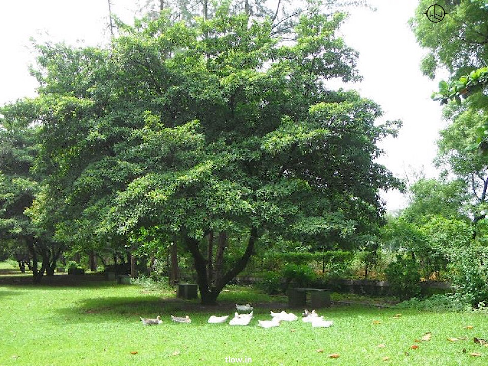 Ducks in Silvassa park