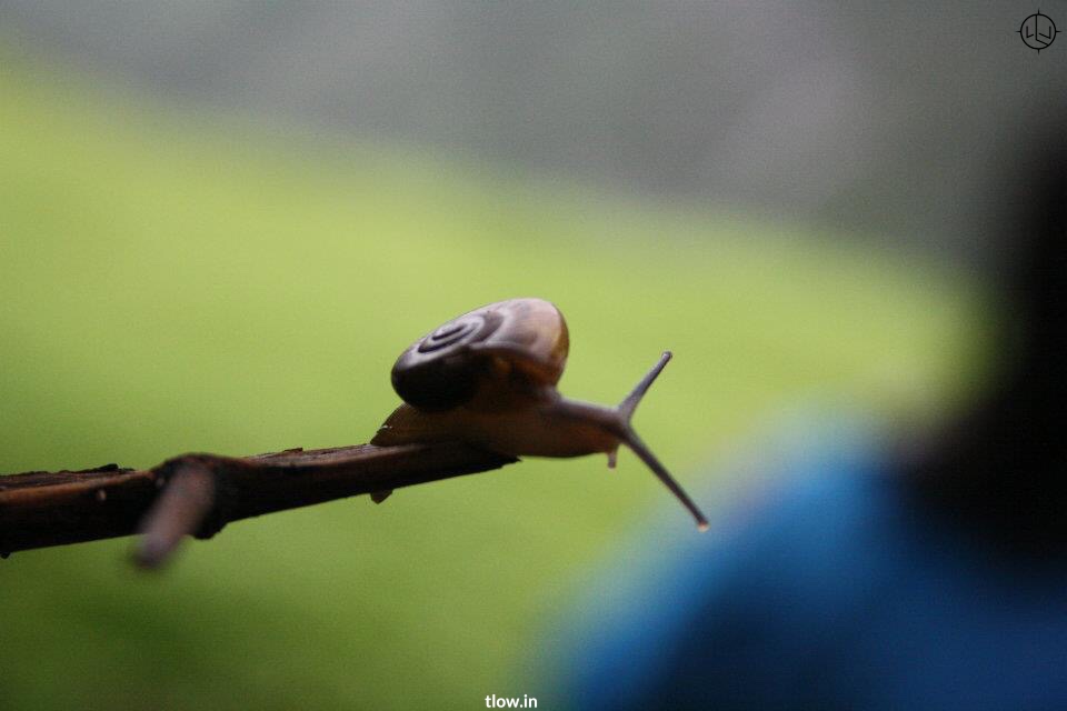 Matheran snail 