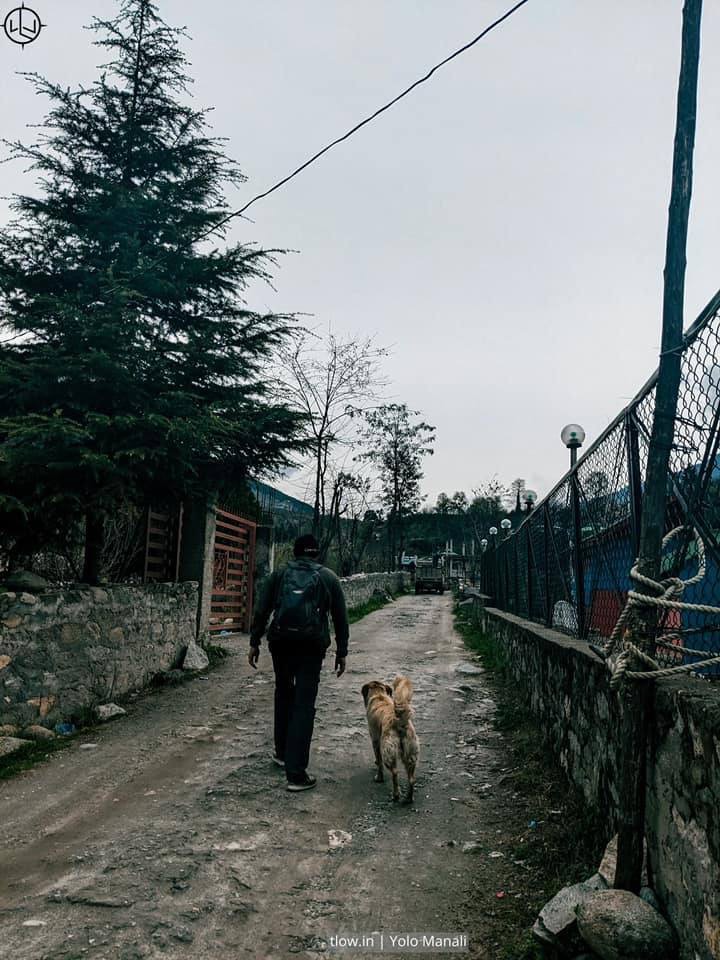 Yolo Manali Dog walk