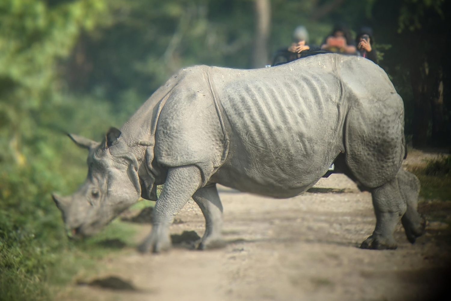One horned rhino in Kaziranga