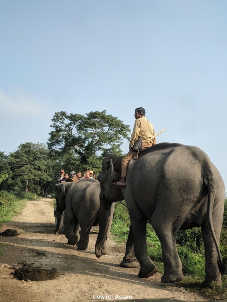 Ten facts about Kaziranga National Park, Assam ~ The Land of Wanderlust
