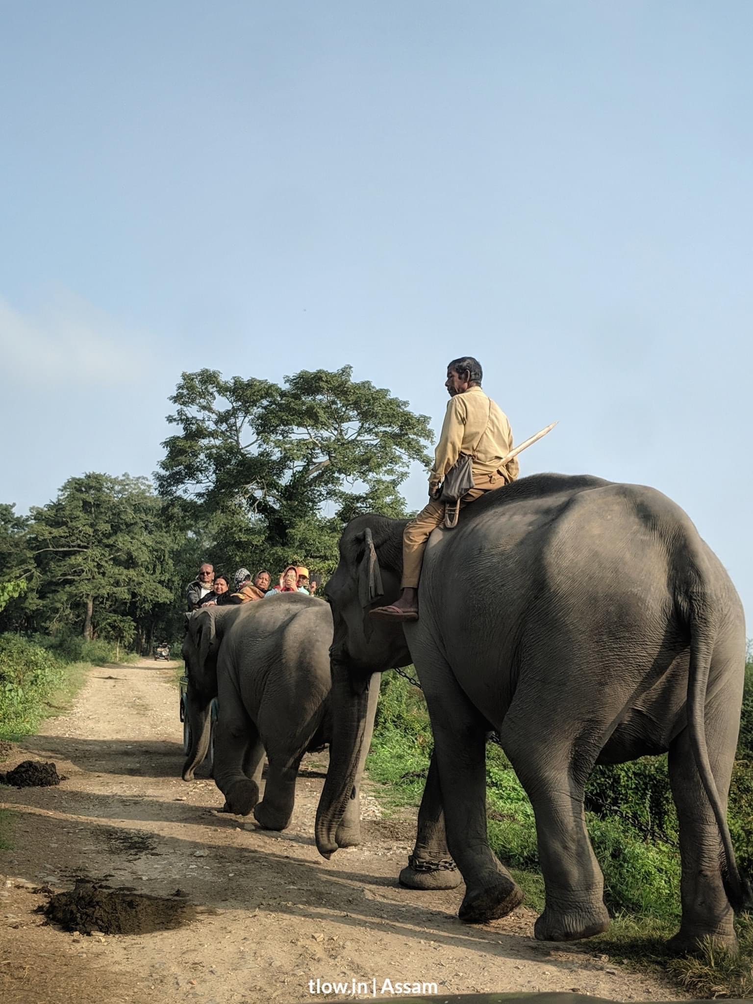 Elephants in Kaziranga