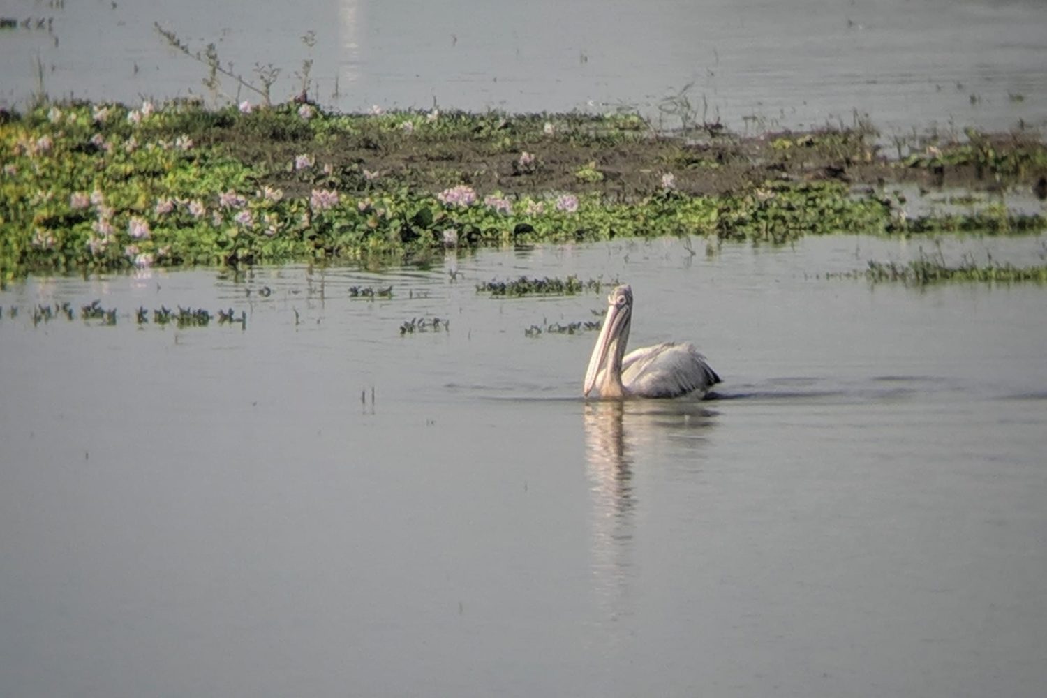 Migratory birds in Kaziranga