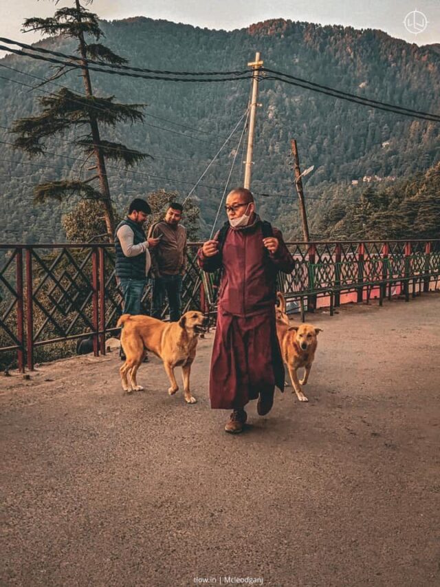 Lama and his dogs in McLeodganj