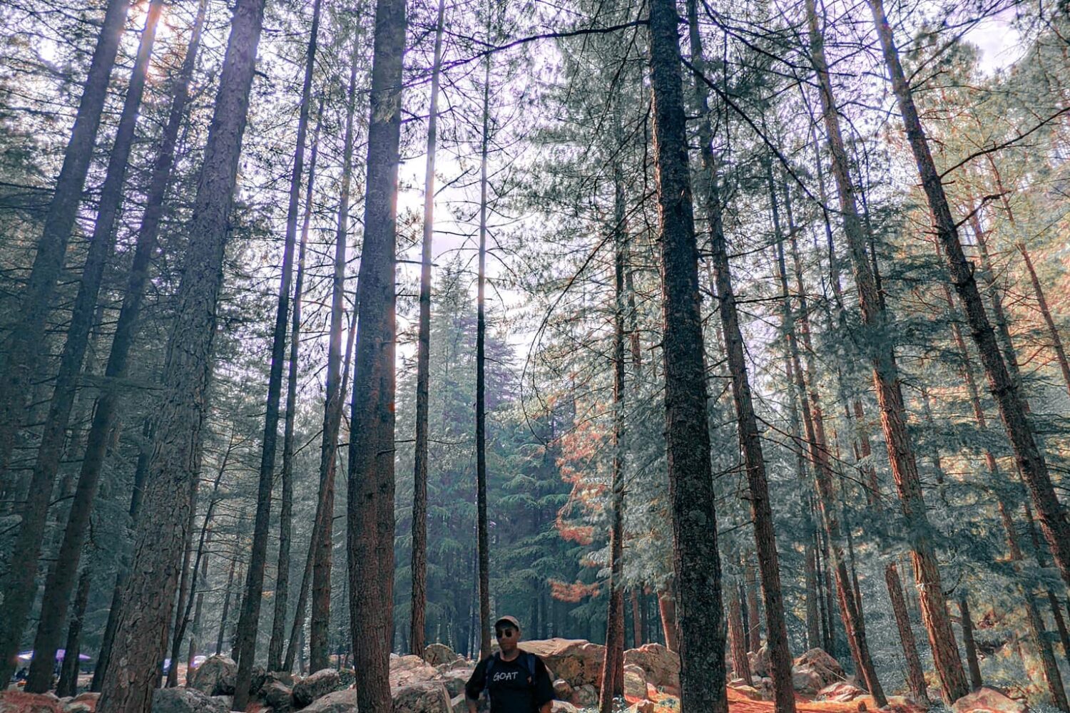 Kasol forest woods