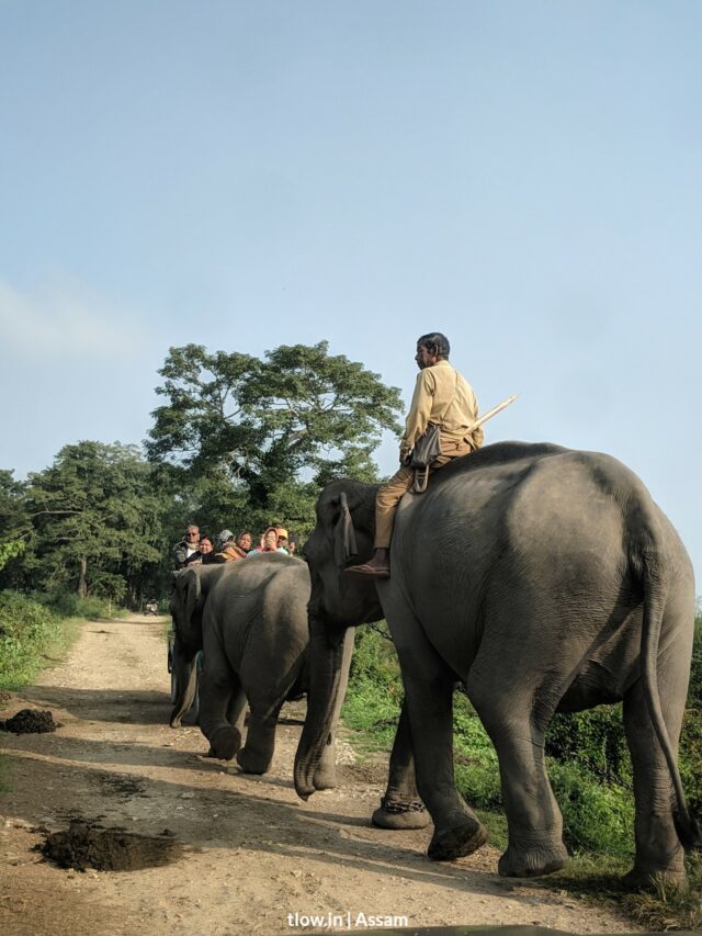 Elephant and mahut in Assam