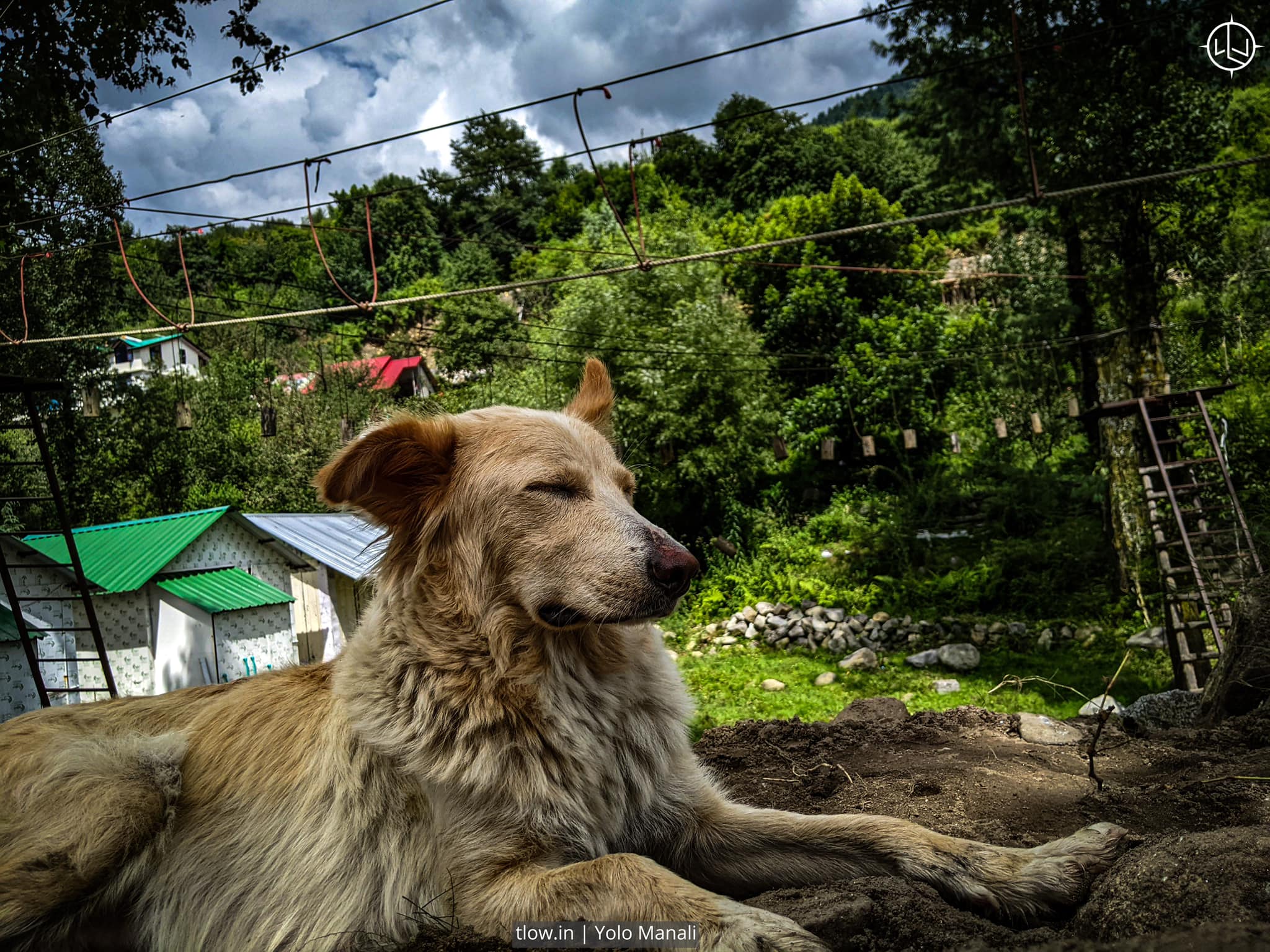 Himachali dogs