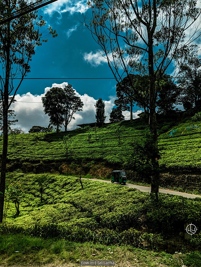 Hatton Sri Lanka tea fields