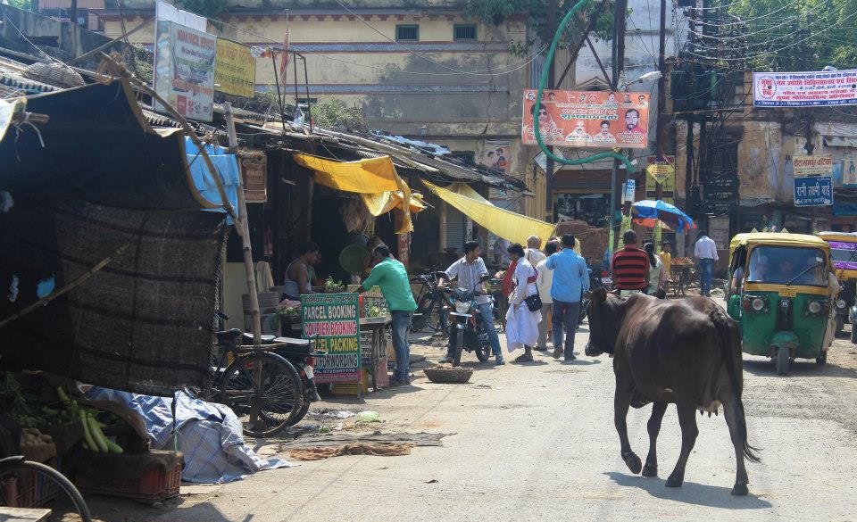 Cow wandering the streets of Varanasi