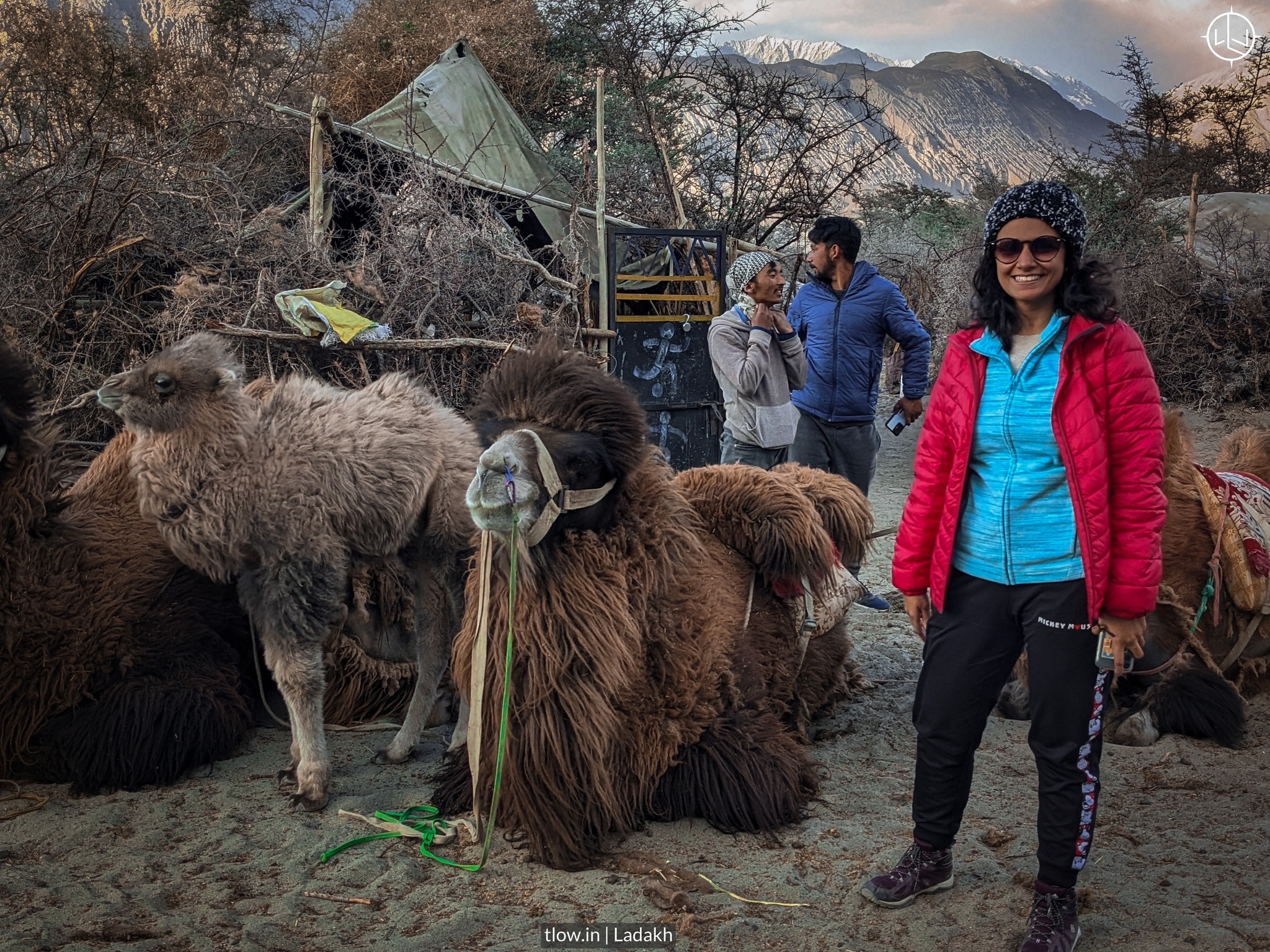Nubra Valley camels