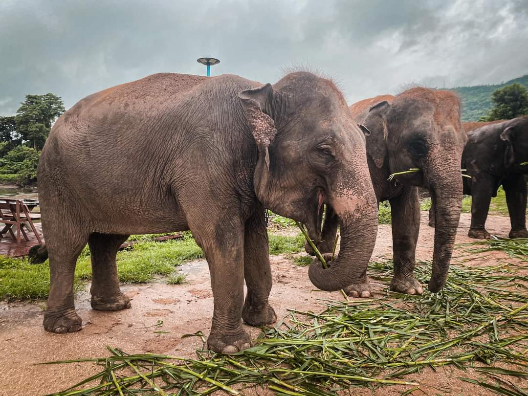 Kanchanaburi elephant world Thailand