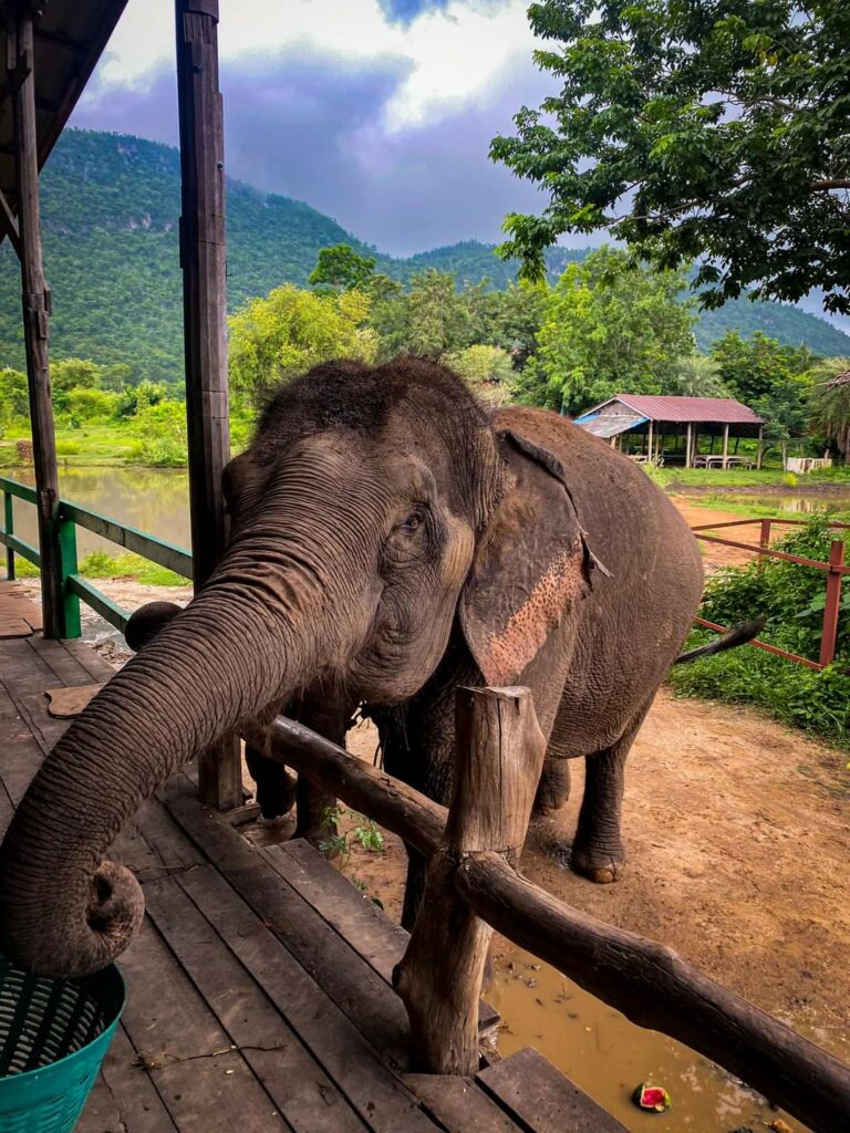 elephant feed ing in Thailand, Kanchanaburi