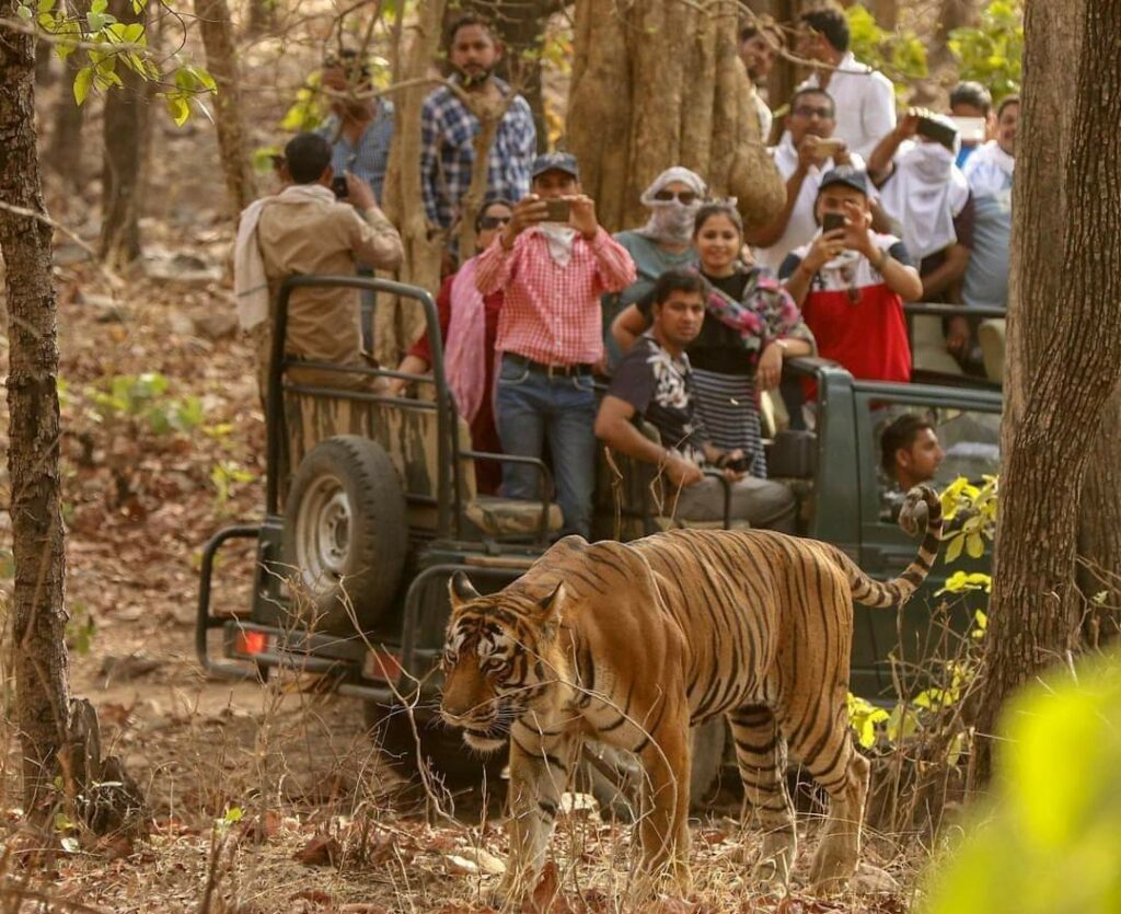 Bengal Tiger safari