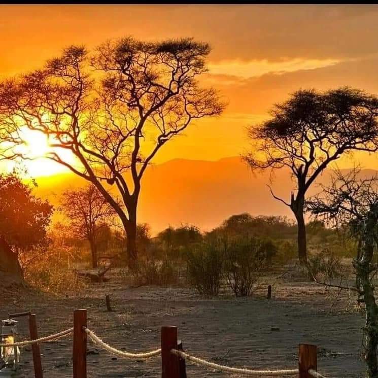 Wild life in Africa 