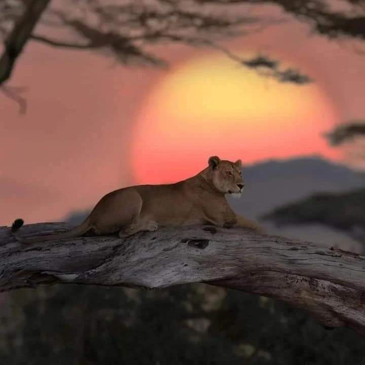 Serengeti national park Africa 