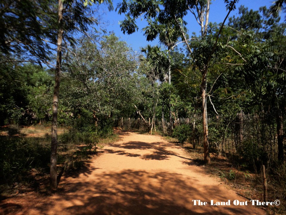 auroville forest 