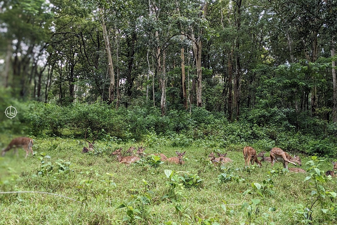 coorg forest area