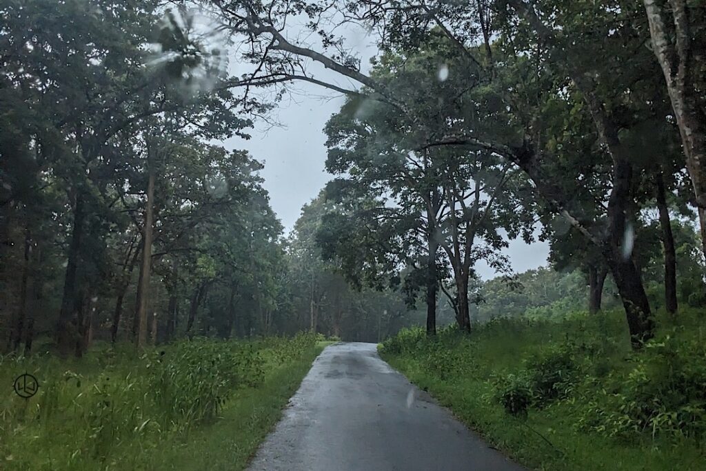 coorg forest