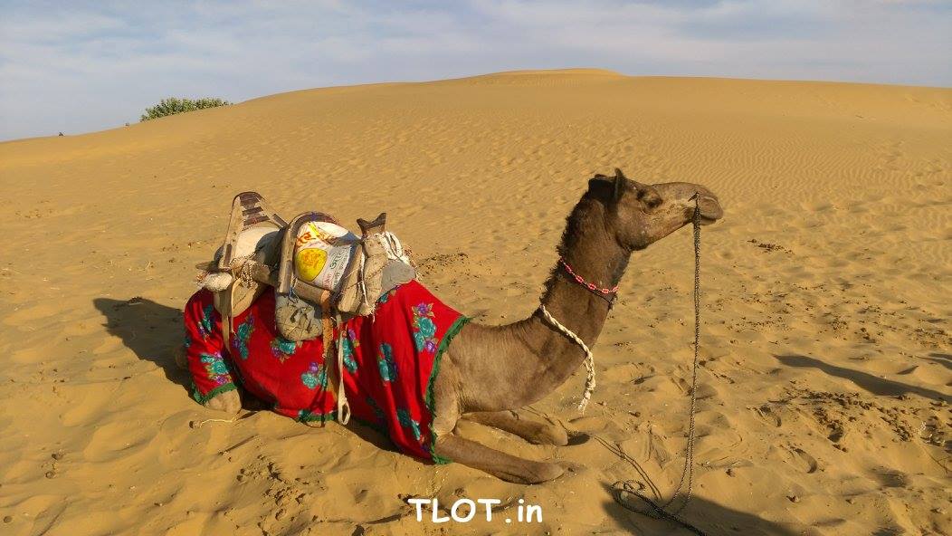 Jaisalmer camel