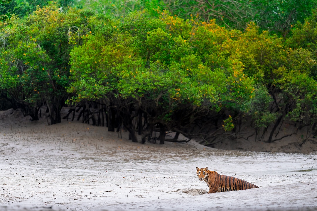 Sundarbans national Park Bangladesh