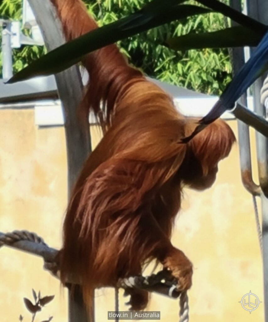 Australia Perth zoo Orangutan 