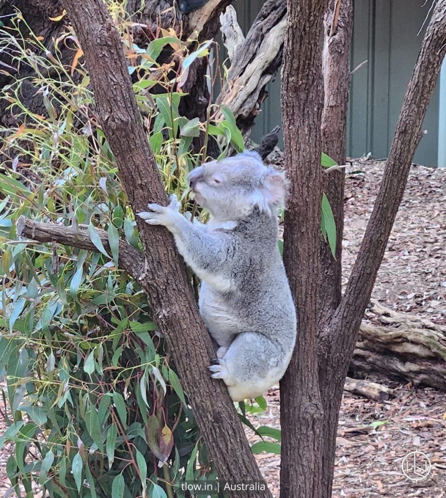 Perth zoo Australia koala