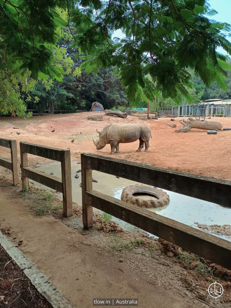 Perth zoo Australia rhino