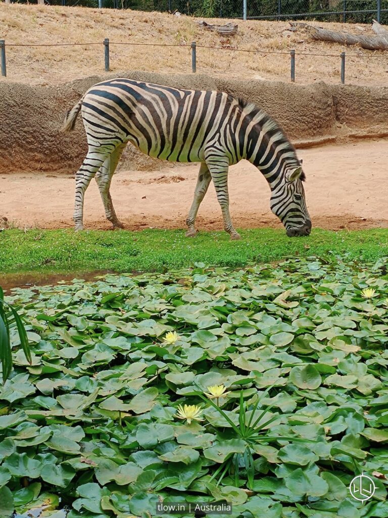 Perth zoo australia zebra