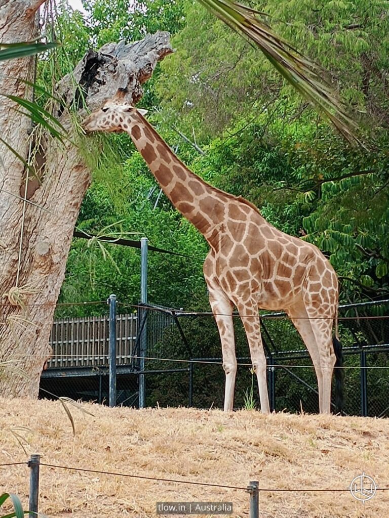 Perth zoo australia giraffe