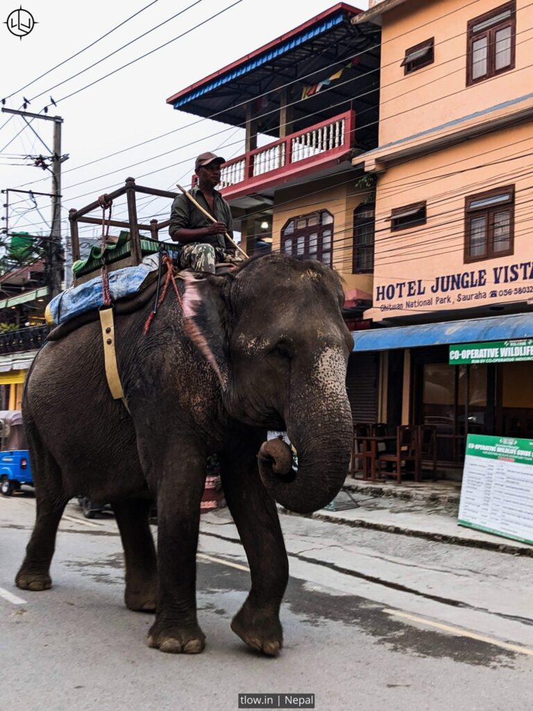 Chitwan elephant