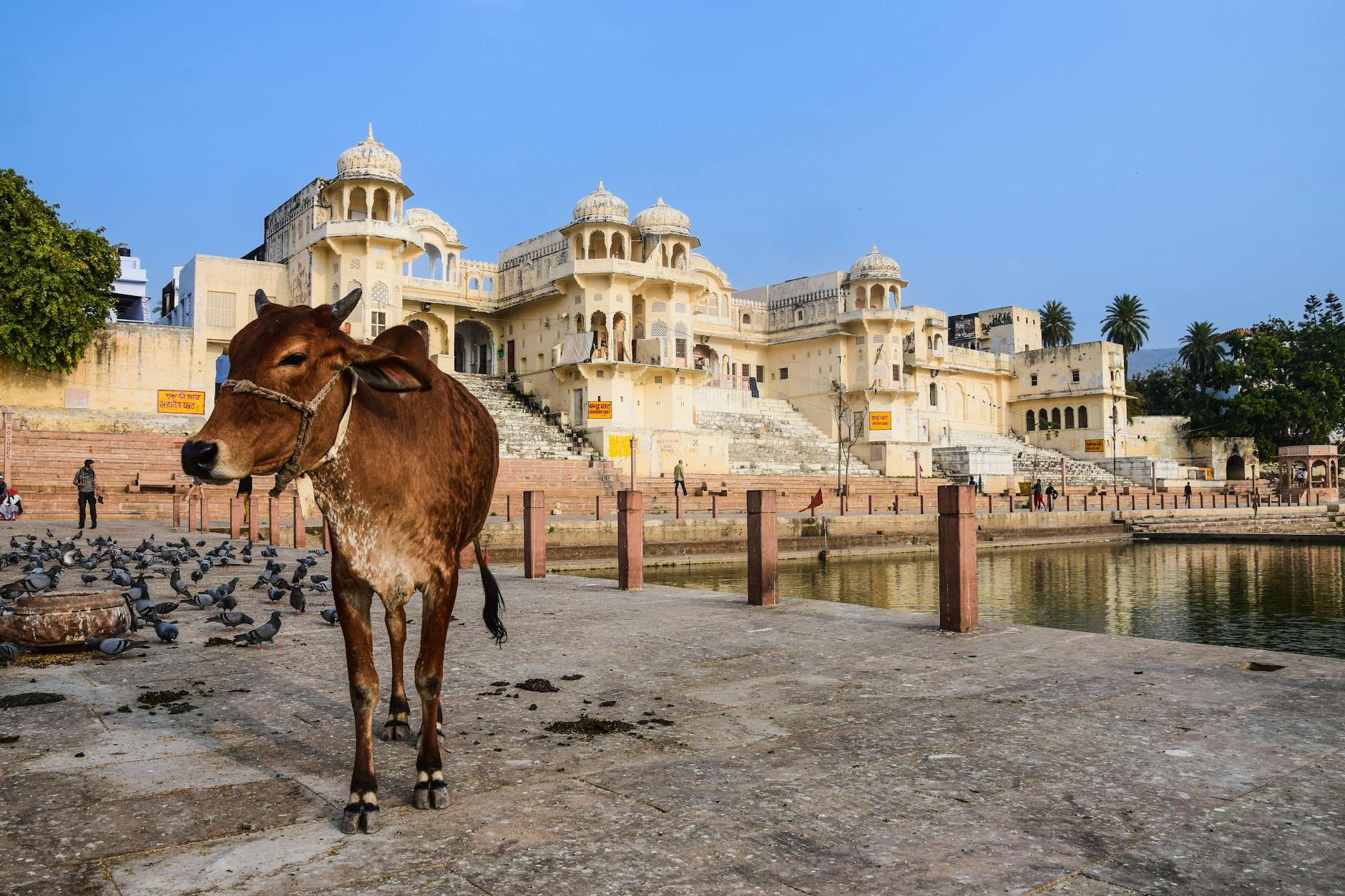 a cow standing in front of a palace