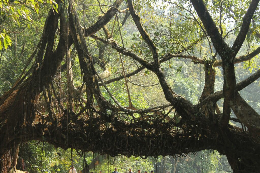 Living root bridge Assam Tawang Meghalaya