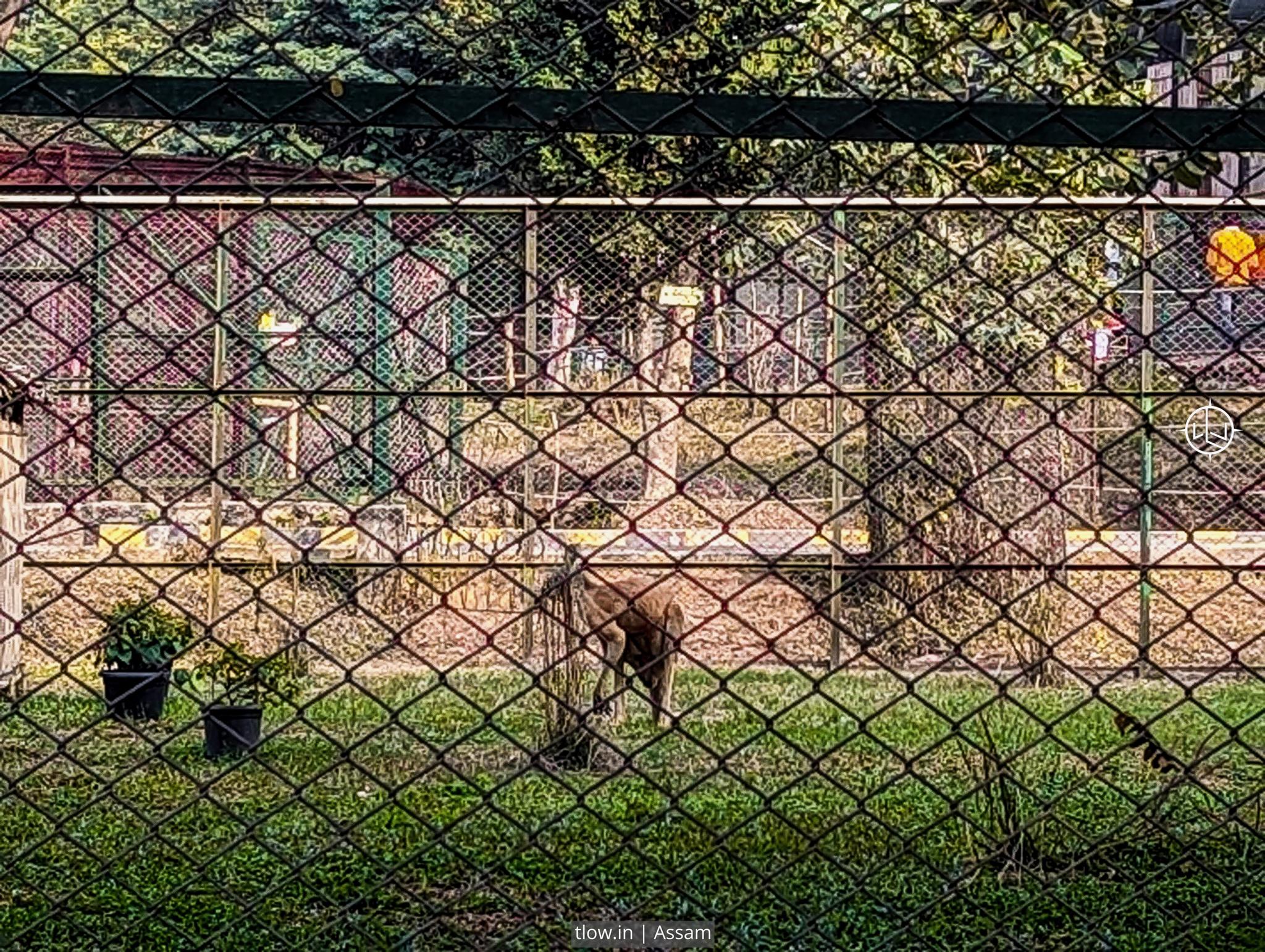 Guwahati zoo