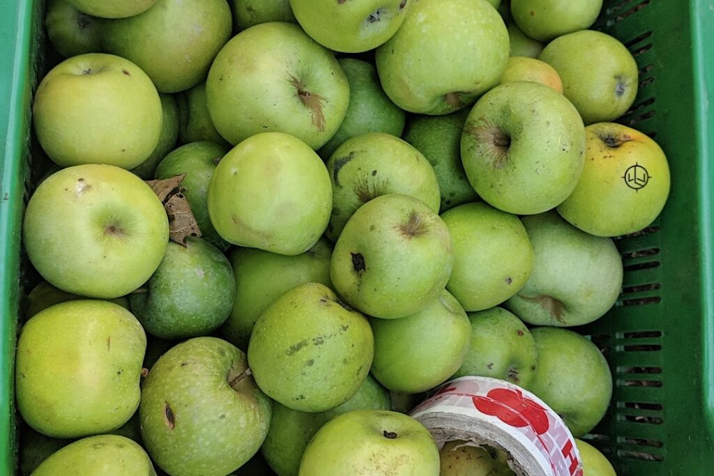 Manali apples 